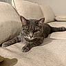 Zeus is registered to the contest to win money with this photo: alert, animal, beige, cat, close_up, couch, domestic_animal, ears, feline, furniture, gray_cat, home, indoor, living_room, pet, relaxed, sofa, tail, texture, whiskers