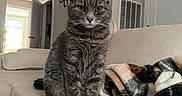 Zeus joined the competition — help win amazing prizes! animal, blanket, cat, couch, cozy, door, ears, eyes, fur, furniture, gray_cat, home, indoor, living_room, pet, sitting, sofa, tabby, wall, whiskers