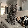 cat, gray_cat, tabby, pet, indoor, sofa, couch, blanket, living_room, furniture, door, wall, cozy, fur, animal, whiskers, ears, eyes, sitting, home
