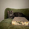 Zeus is registered to the contest to win money with this photo: animal, book, cat, cozy, curious, floral_pattern, furniture, green_chair, grey_fur, home, indoor, pet, quiet, relaxed, resting, seated, soft_texture, still_life, tabby_cat, whiskers