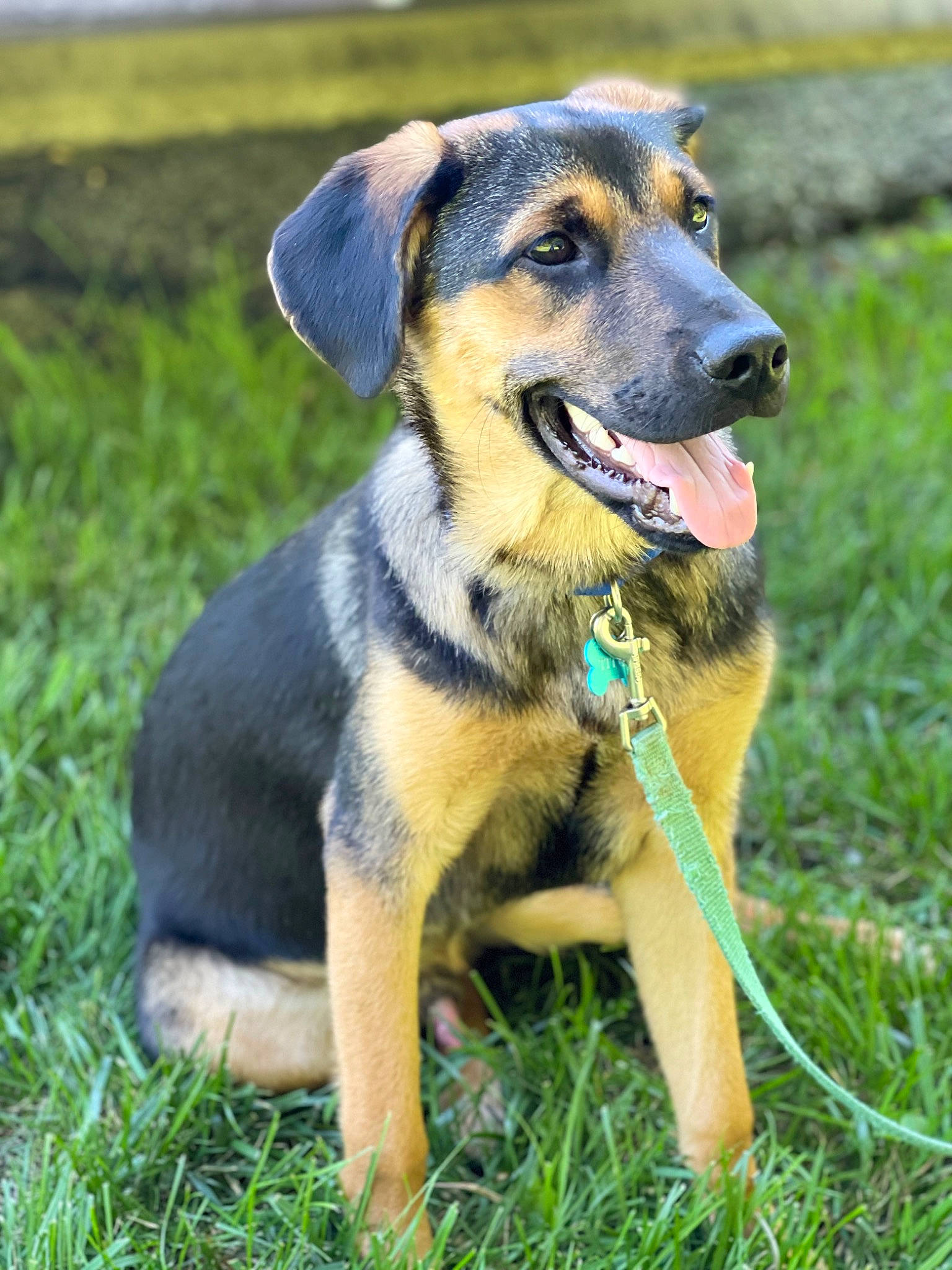 Titus is registered to the contest to win money with this photo: canidae, carnivore, collar, companion_dog, dog, dog_breed, fawn, grass, plant, sporting_group, working_animal, working_dog