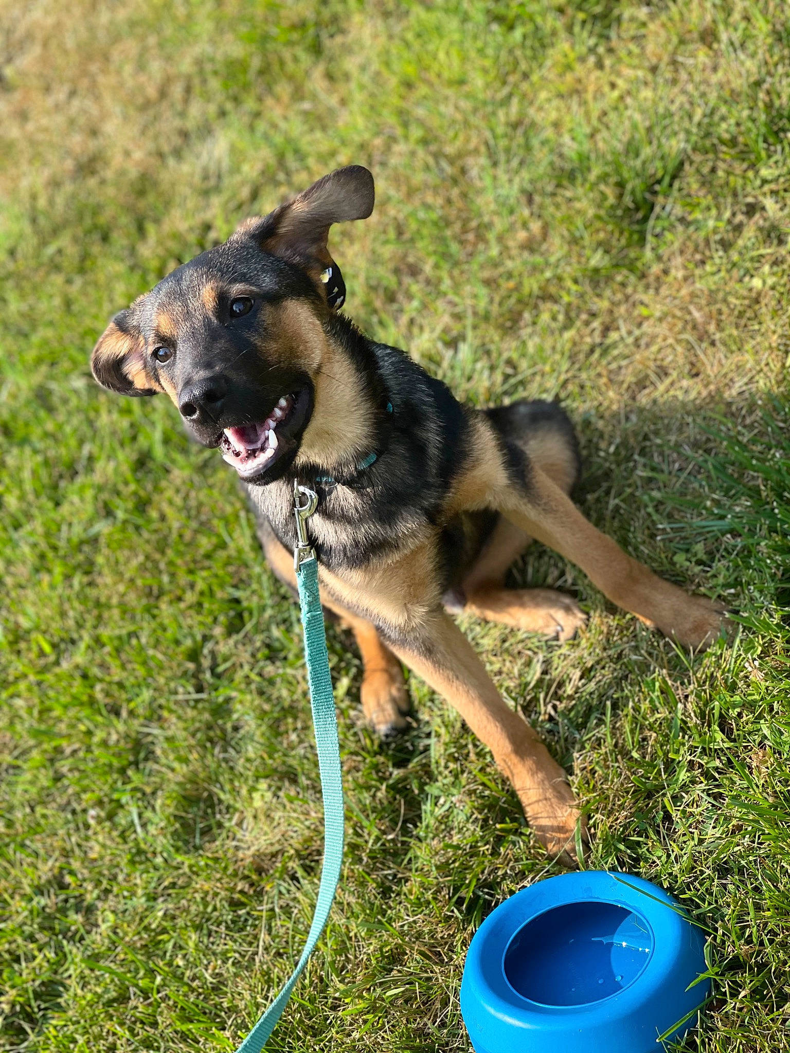 Titus is registered to the contest to win money with this photo: bucket, canidae, carnivore, collar, companion_dog, dog, dog_breed, dog_supply, east_european_shepherd, fawn, german_shepherd_dog, grass, herding_dog, leash, old_german_shepherd_dog, soil, sporting_group, tail, working_animal, working_dog