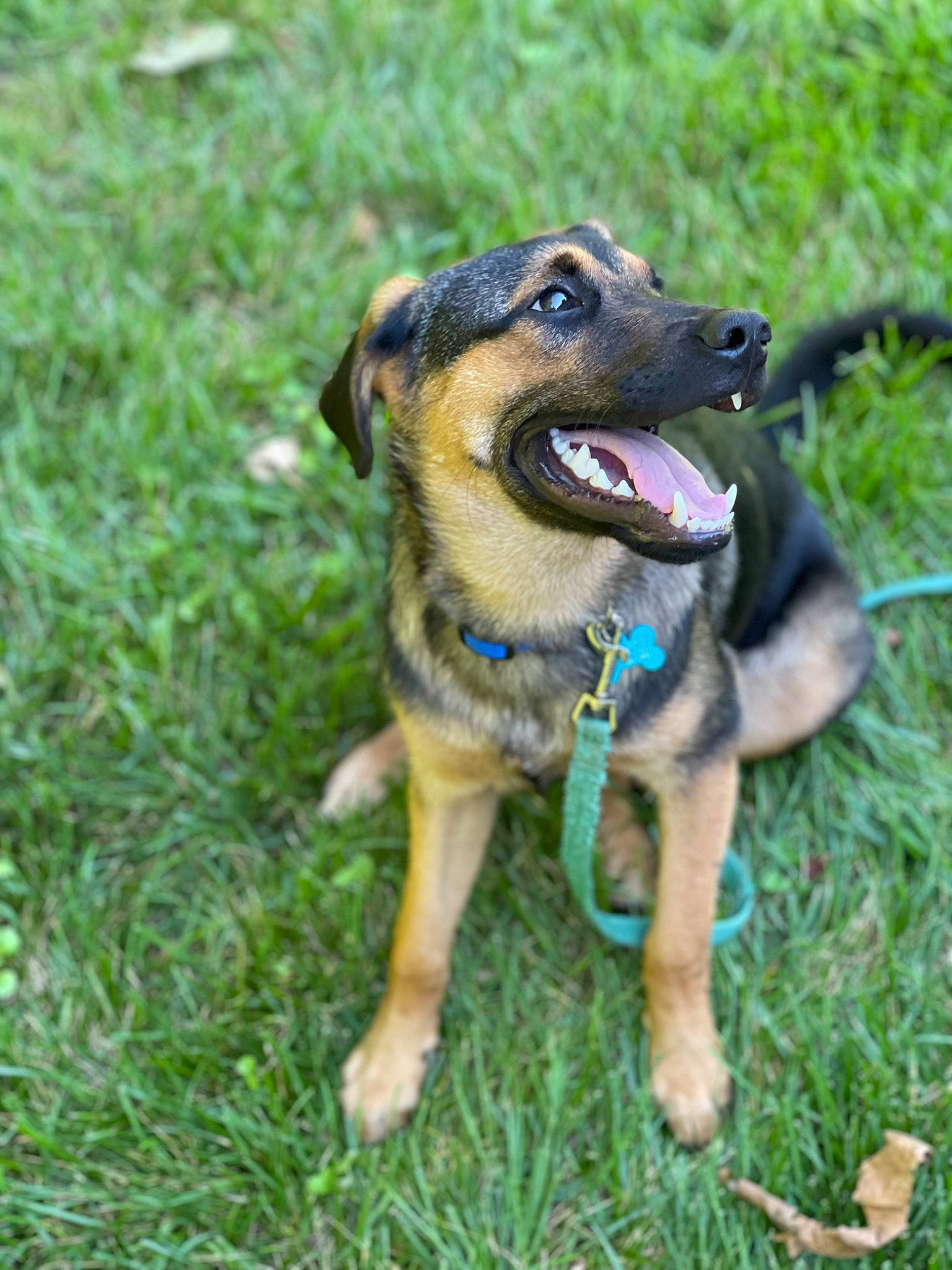 Titus joined the competition — help win amazing prizes! biting, canidae, carnivore, collar, companion_dog, dog, dog_breed, dog_supply, fawn, grass, guard_dog, plant, snout, sporting_group, terrestrial_animal, working_dog