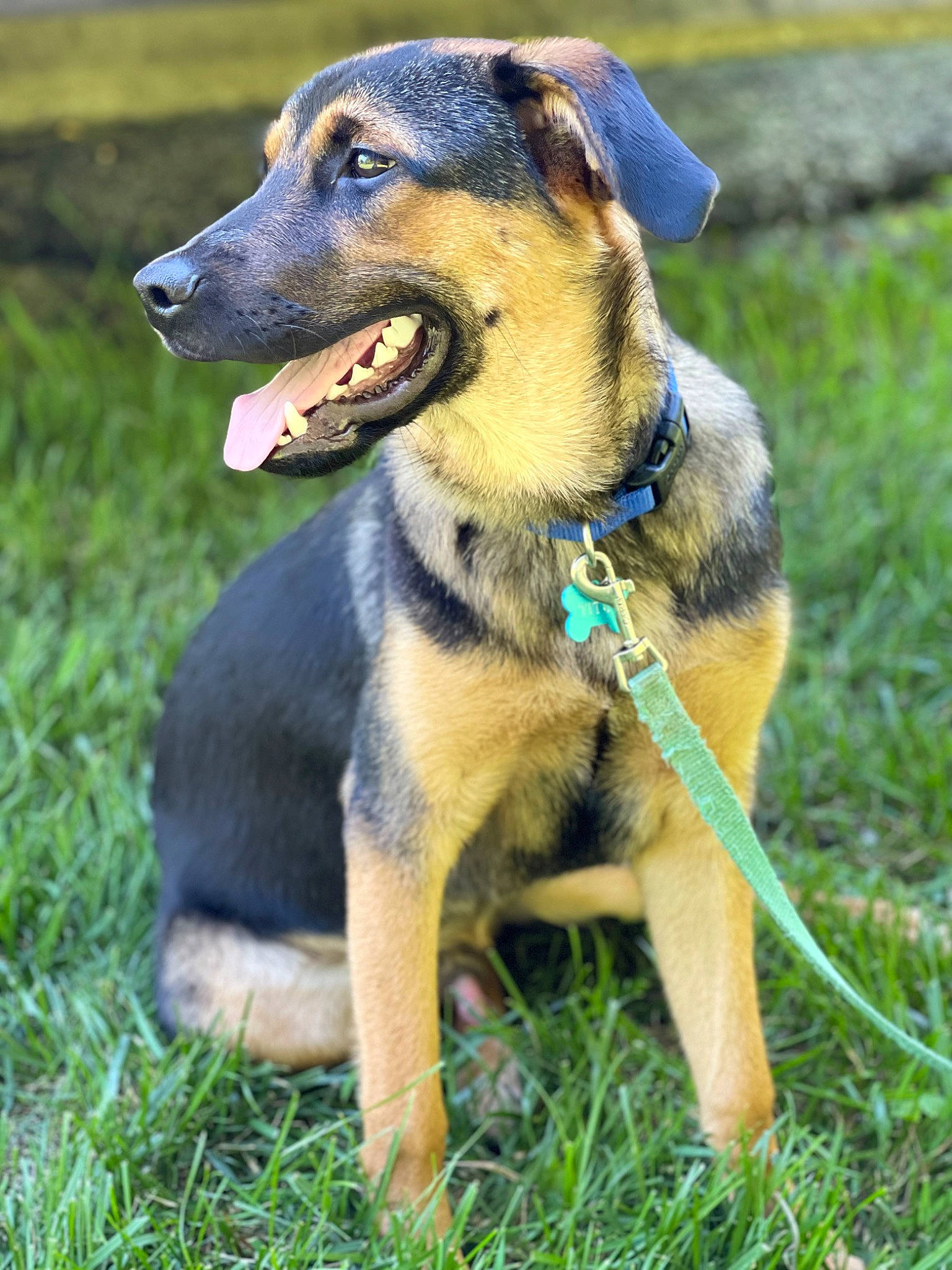 Titus joined the competition — help win amazing prizes! canidae, carnivore, collar, companion_dog, dog, dog_breed, dog_collar, dog_supply, grass, guard_dog, hunting_dog, pet_supply, plant, sporting_group, tail, terrestrial_animal, whiskers, working_animal, working_dog