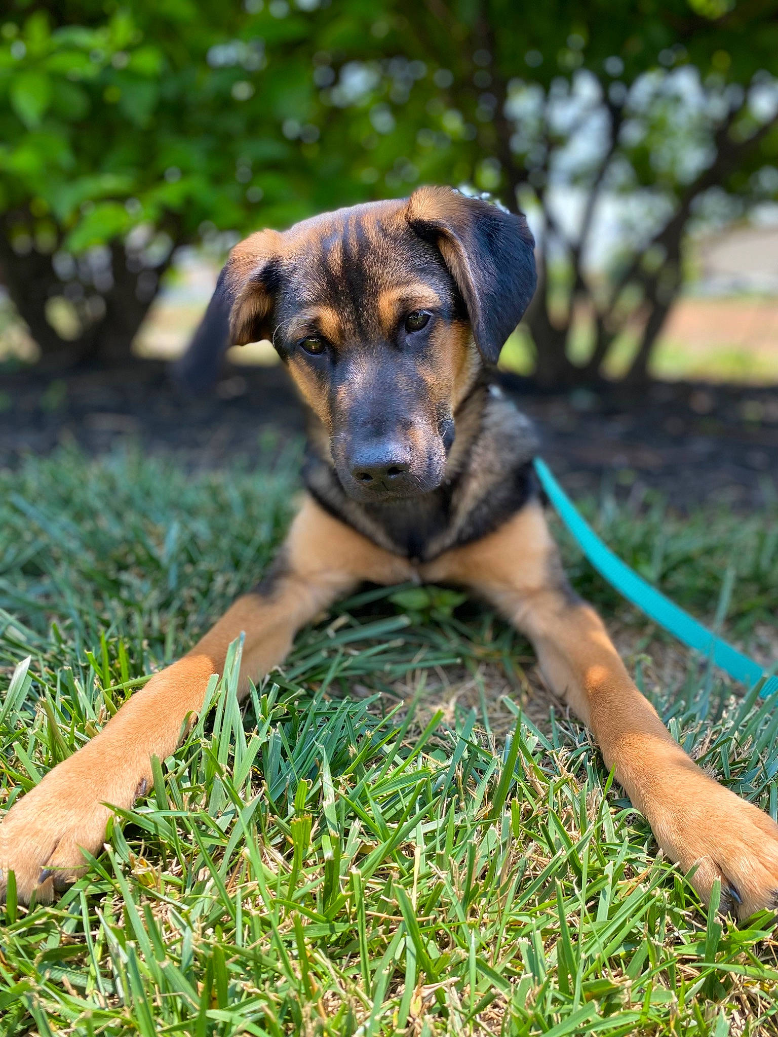 Titus joined the competition — help win amazing prizes! canidae, carlin_pinscher, carnivore, companion_dog, dog, dog_breed, fawn, grass, guard_dog, hunting_dog, plant, puppy, snout, sporting_group, terrestrial_animal, tree, working_animal, working_dog