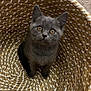 animal, basket, cat, curious, cute, domestic_cat, ears, feline, floor, gray_cat, indoor, kitten, looking_up, pattern, pet, small_animal, texture, whiskers, woven_basket, young_cat