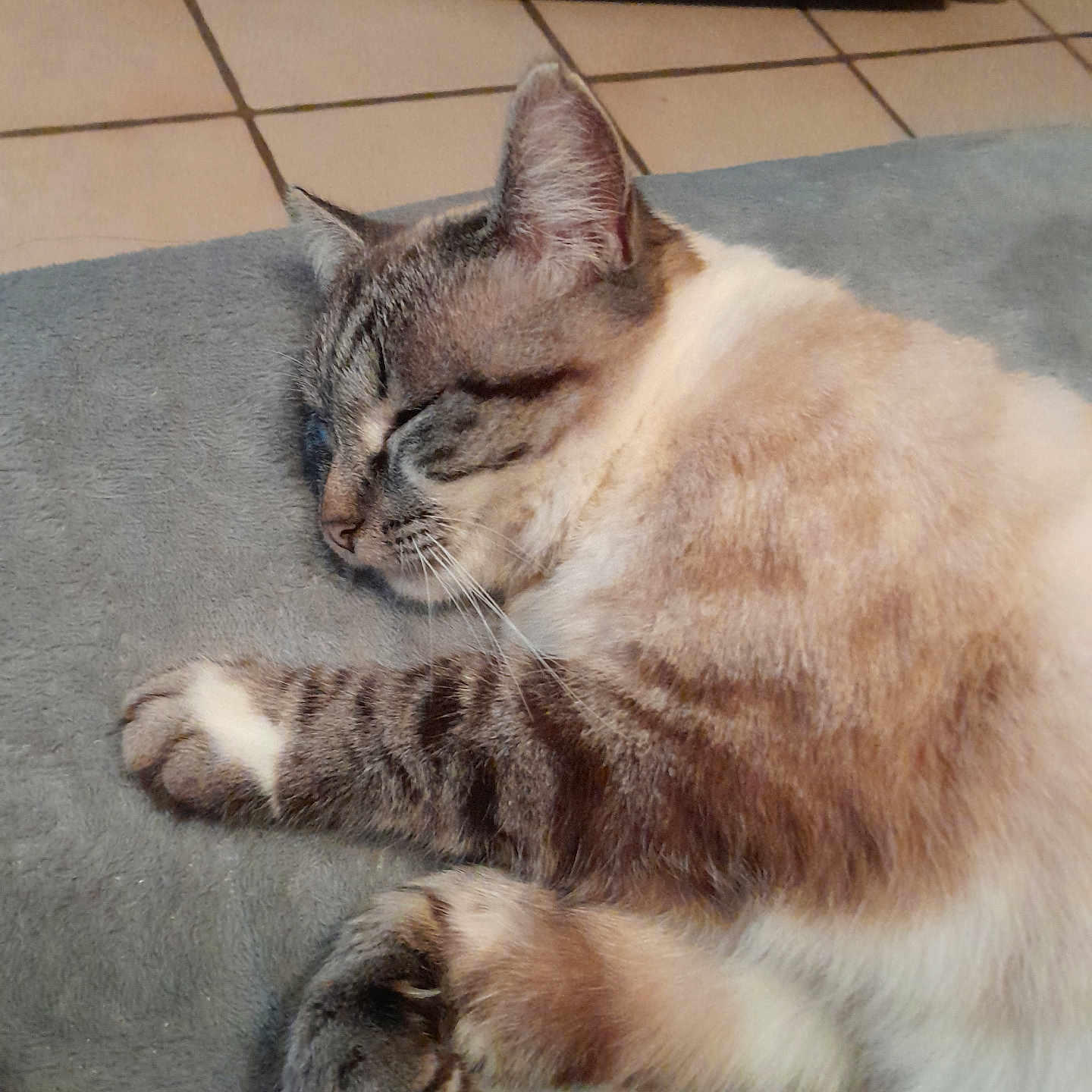 Neige participe au concours pour gagner de l'argent avec cette photo : abyssinian, animal, architecture, building, cat, chair, couch, furniture, hardwood, indoors, kitten, livingroom, manx, person, pet, room, siamese, slate, sleeping, wood