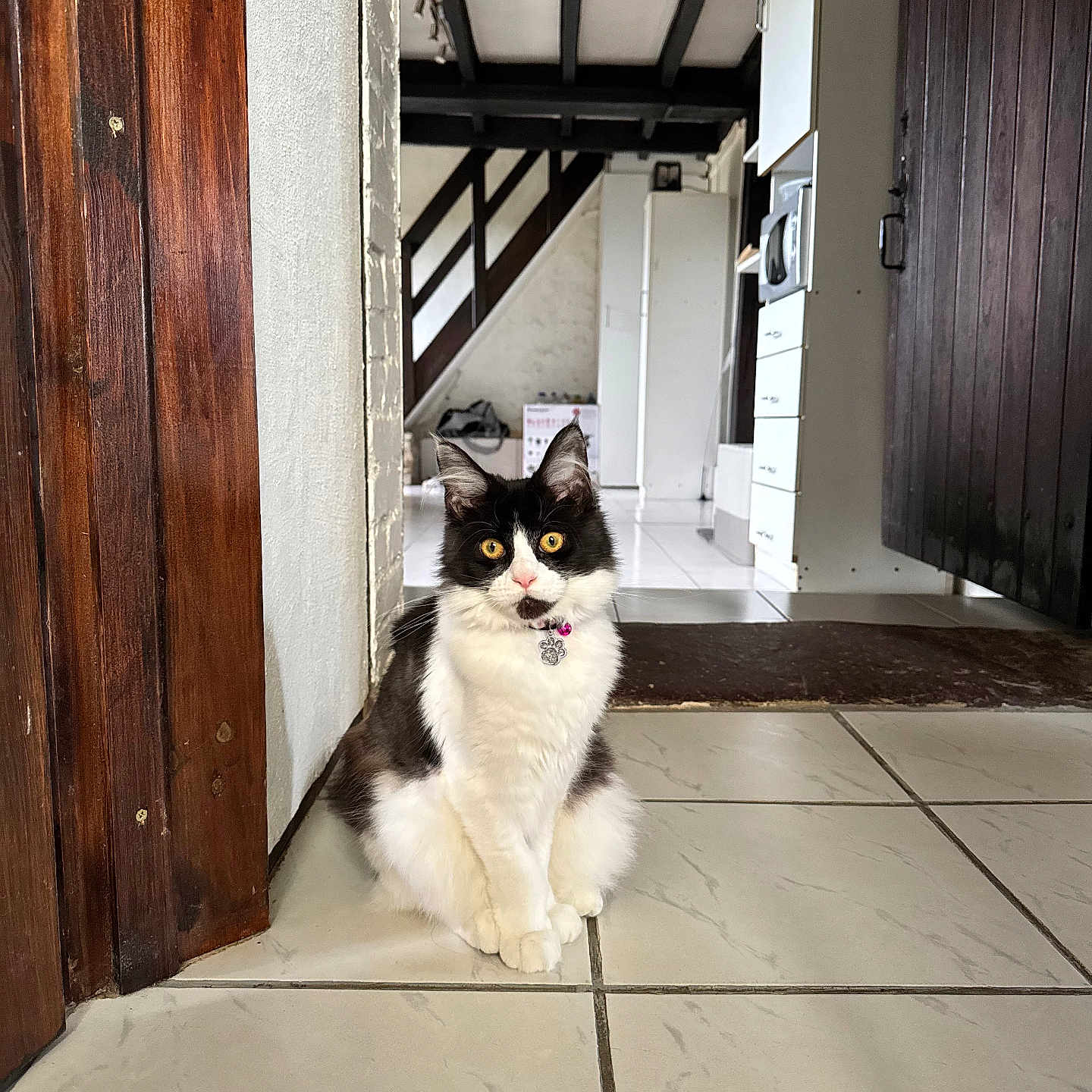 Zora participe au concours pour gagner de l'argent avec cette photo : animal, architecture, box, building, canine, cat, dog, door, hardwood, housing, indoors, interiordesign, kitten, manx, outdoors, path, pet, shelter, walkway, wood