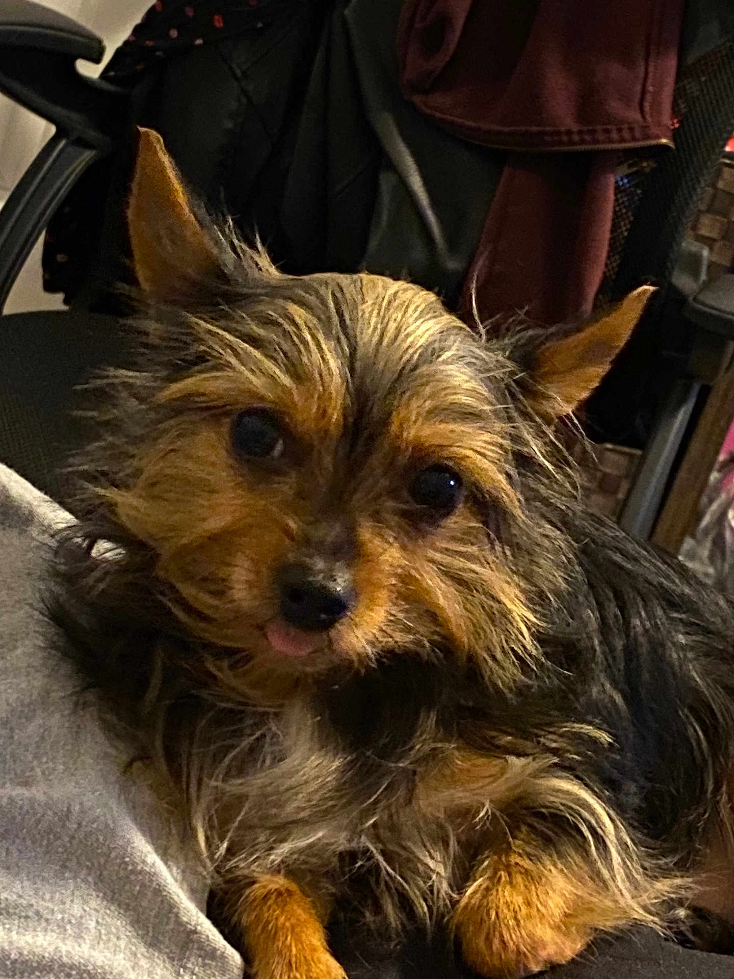 Molly is registered to the contest to win money with this photo: dog, small_dog, fluffy_fur, indoor, pet, curious, resting, brown_fur, black_fur, ears, tongue_out, close_up, animal, cute, companion, home, relaxed, fur_texture, chair, clothing