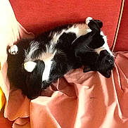 Gizzy joined the competition — help win amazing prizes!