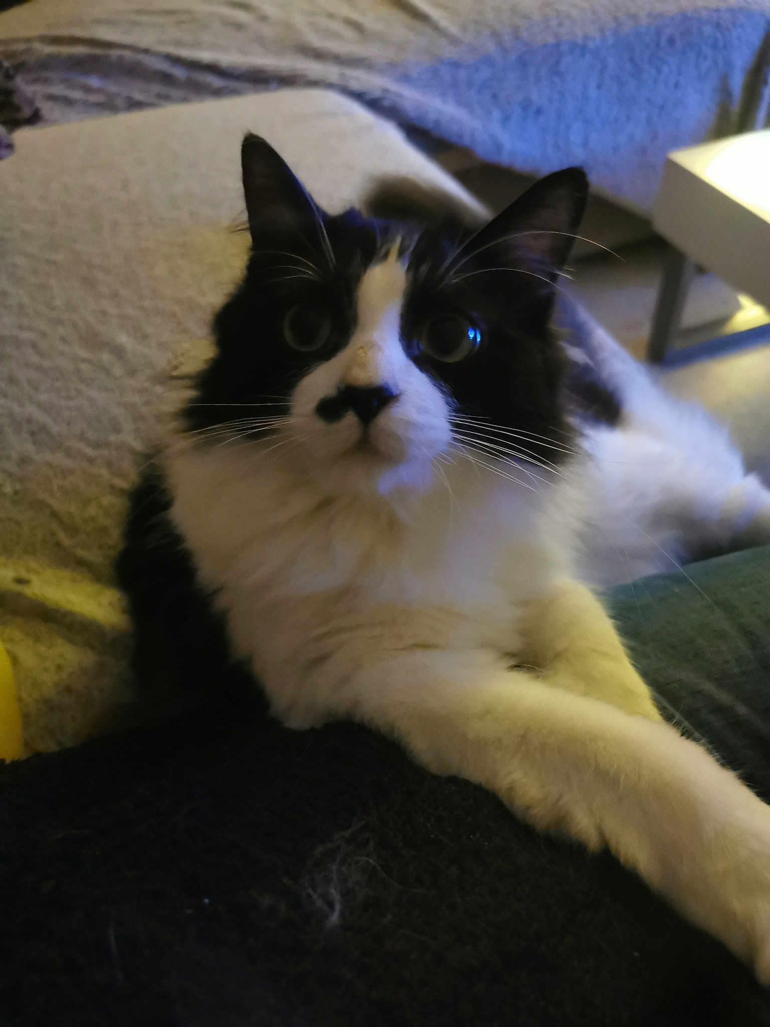 Ti-minou