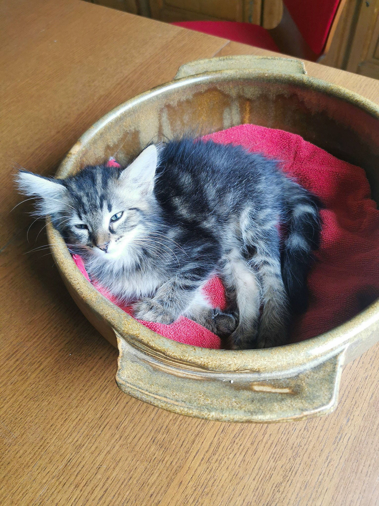 Ti-shat a rejoint le concours — aidez-le/la à gagner de superbes lots ! bag, basket, carnivore, cat, cat_bed, cat_supply, comfort, companion_dog, dog_bed, dog_breed, domestic_short_haired_cat, felidae, fur, grey, luggage_and_bags, mammal, pet_supply, small_to_medium_sized_cats, storage_basket, whiskers