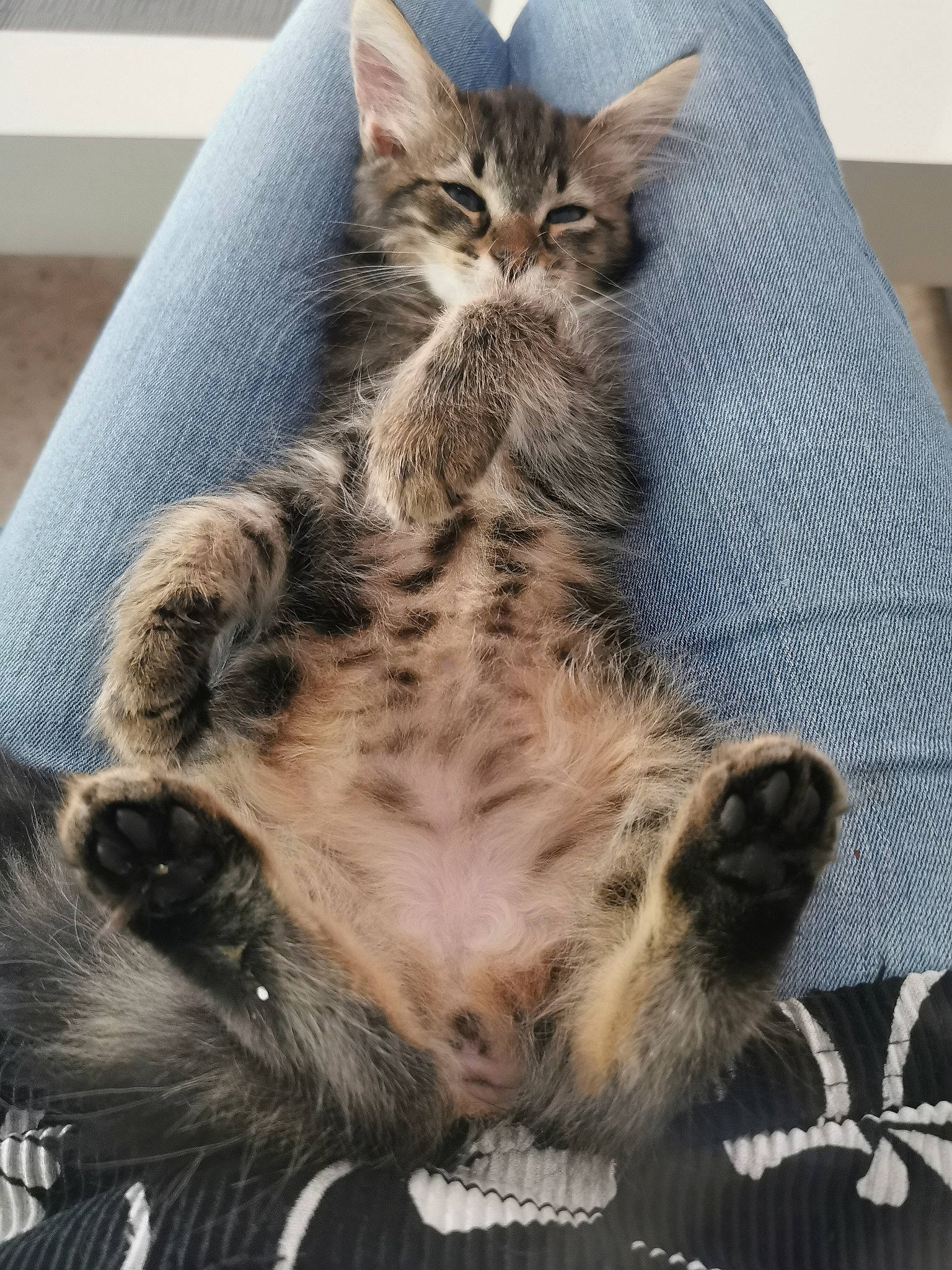 Ti-shat participe au concours pour gagner de l'argent avec cette photo : bed, carnivore, cat, cat_bed, claw, comfort, domestic_short_haired_cat, felidae, fur, grey, paw, small_to_medium_sized_cats, snout, tail, terrestrial_animal, whiskers