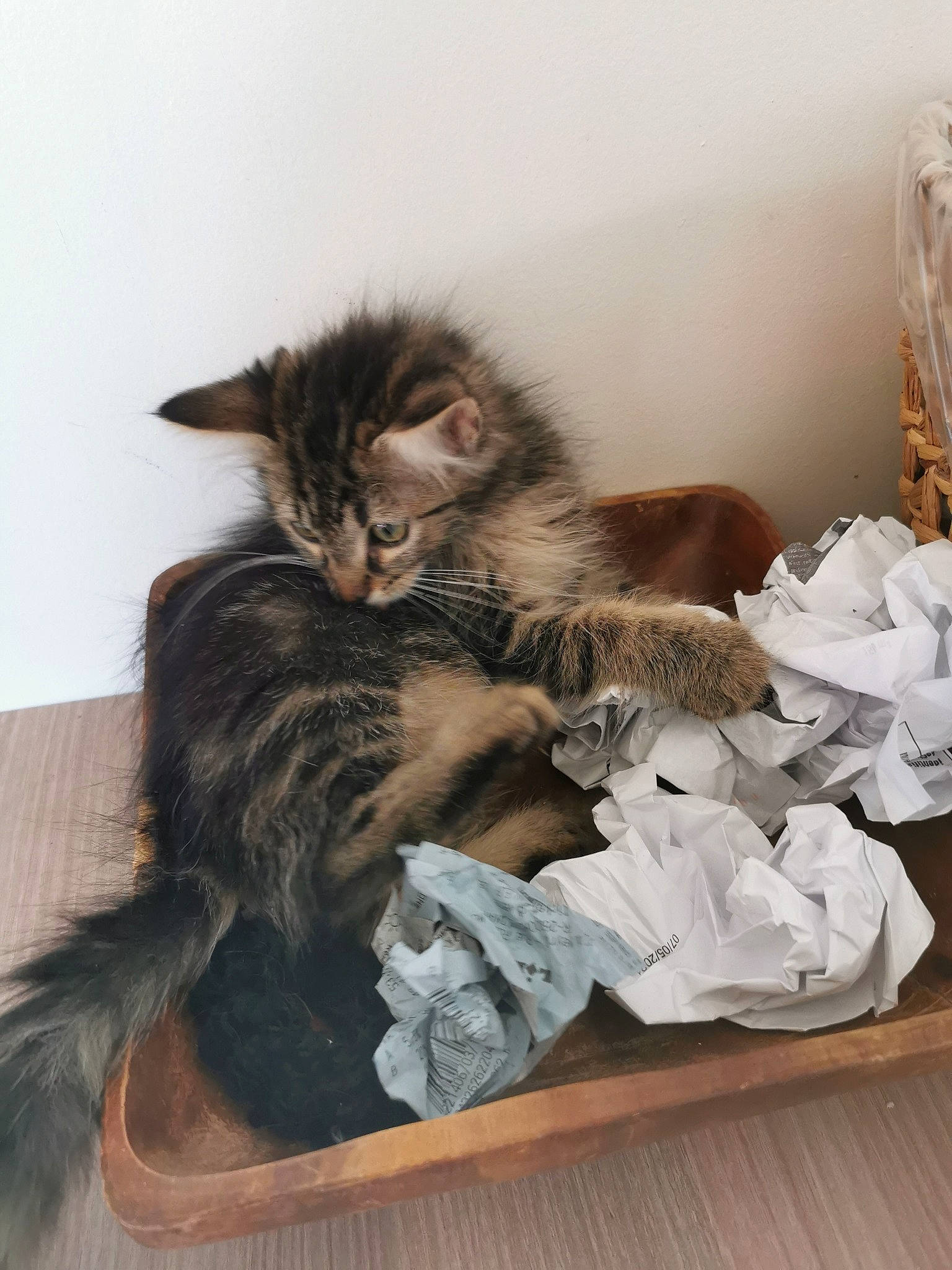 Ti-shat participe au concours pour gagner de l'argent avec cette photo : british_longhair, carnivore, cat, cat_supply, claw, comfort, domestic_short_haired_cat, felidae, fur, nap, small_to_medium_sized_cats, tail, terrestrial_animal, whiskers, wood