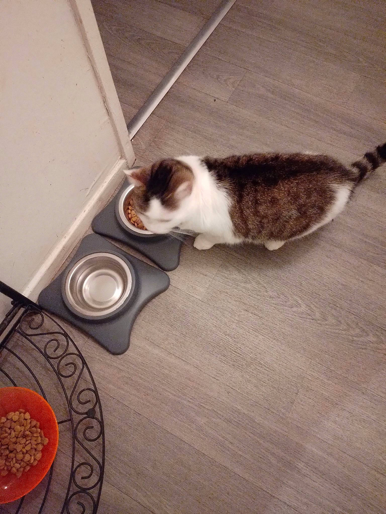 Capucine participe au concours pour gagner de l'argent avec cette photo : carnivore, cat, comfort, fawn, felidae, floor, flooring, grey, hardwood, laminate_flooring, scale, serveware, small_to_medium_sized_cats, snout, tableware, tail, whiskers, window, wood, wood_flooring