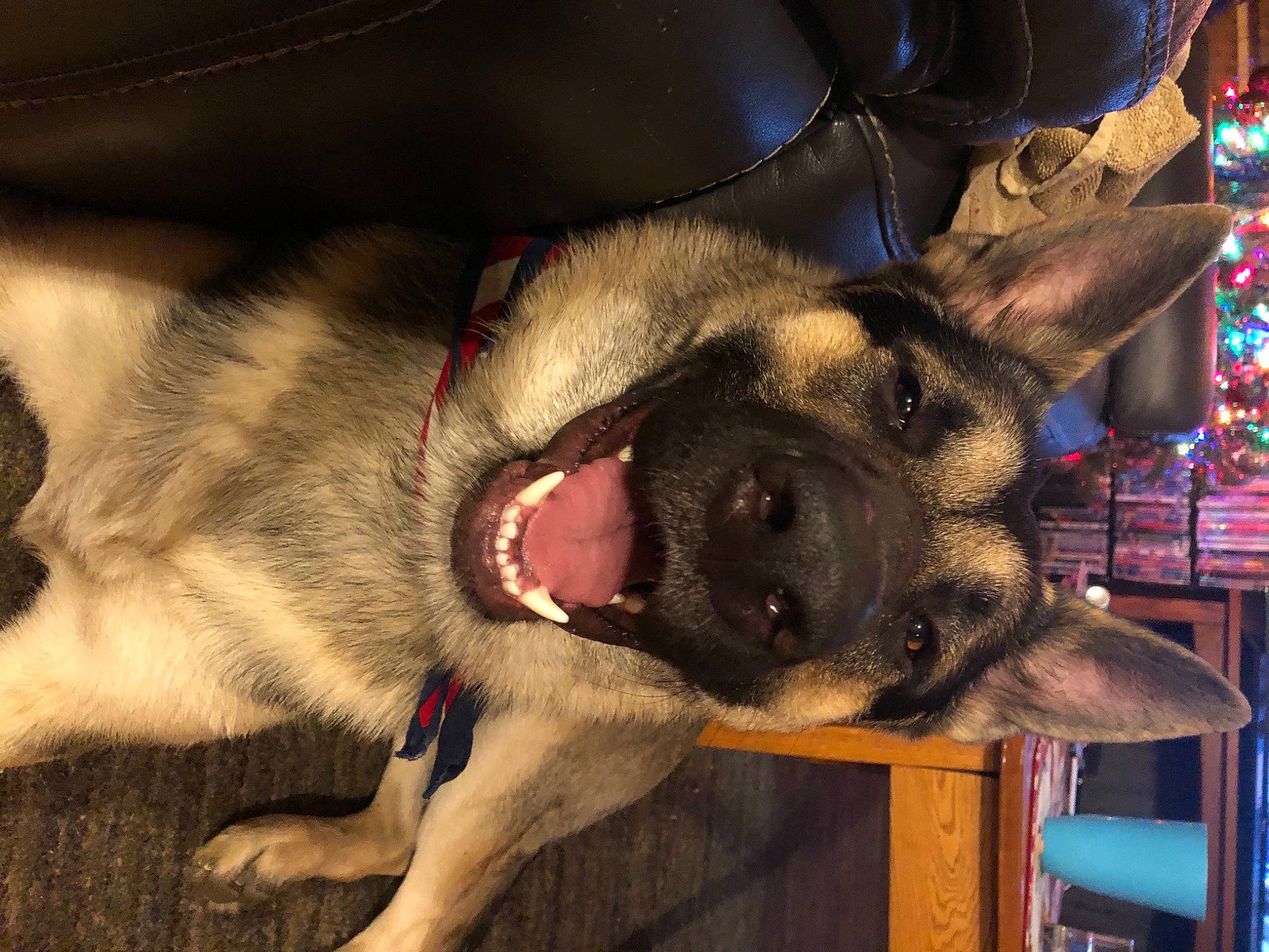 Conan is registered to the contest to win money with this photo: canidae, carnivore, collar, companion_dog, dog, dog_breed, fang, fawn, foot, fur, non_sporting_group, old_german_shepherd_dog, paw, pet_supply, snout, sporting_group, working_animal, working_dog