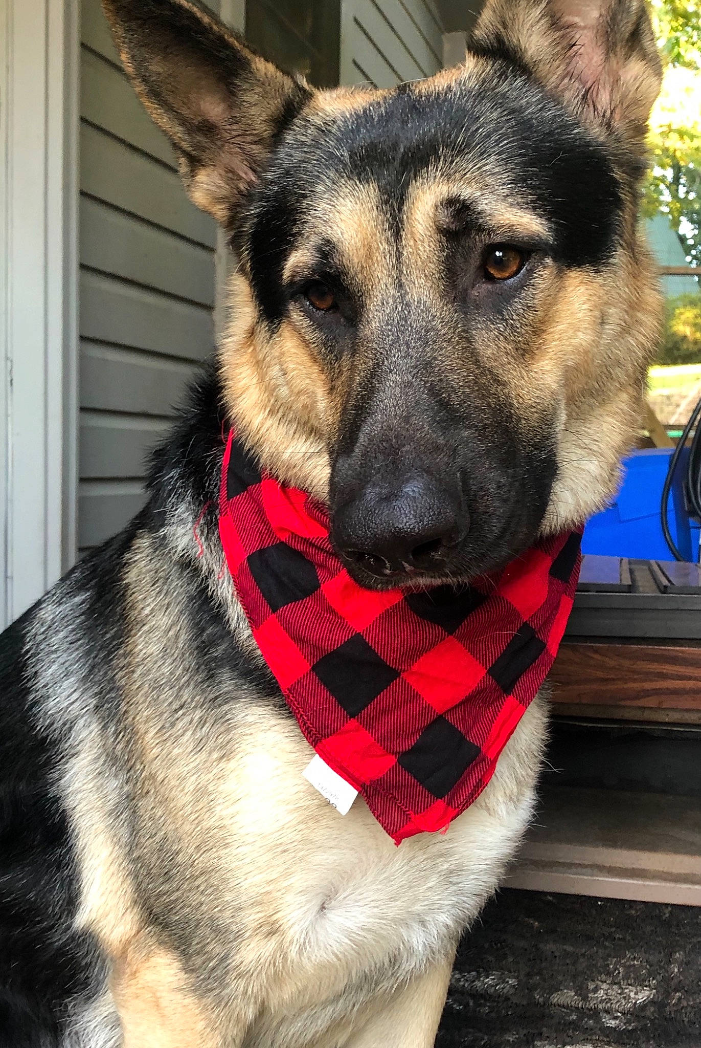 Conan joined the competition — help win amazing prizes! canidae, carnivore, collar, companion_dog, dog, dog_breed, dog_collar, dog_supply, eye, fawn, fur, german_shepherd_dog, human_body, jaw, leash, pet_supply, snout, sporting_group, whiskers, working_animal