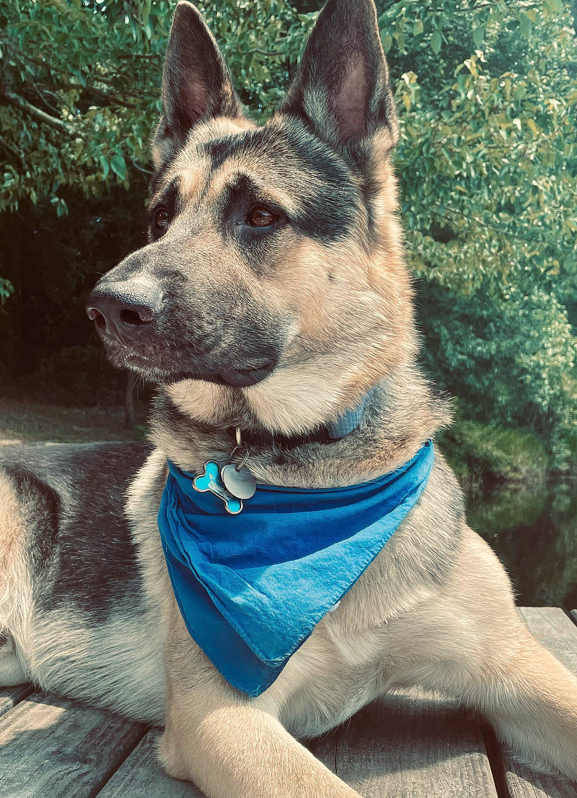 Conan joined the competition — help win amazing prizes! canidae, carnivore, collar, companion_dog, dog, dog_breed, dog_collar, electric_blue, fawn, fur, german_shepherd_dog, grass, herding_dog, jaw, pet_supply, snout, sporting_group, tree, whiskers, working_animal