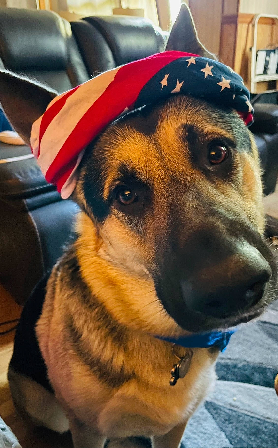 Conan is registered to the contest to win money with this photo: baseball_cap, canidae, carnivore, collar, companion_dog, dog, dog_breed, dog_collar, dog_supply, eyewear, fashion_accessory, fawn, fur, hat, leash, personal_protective_equipment, snout, sporting_group, street_fashion, whiskers