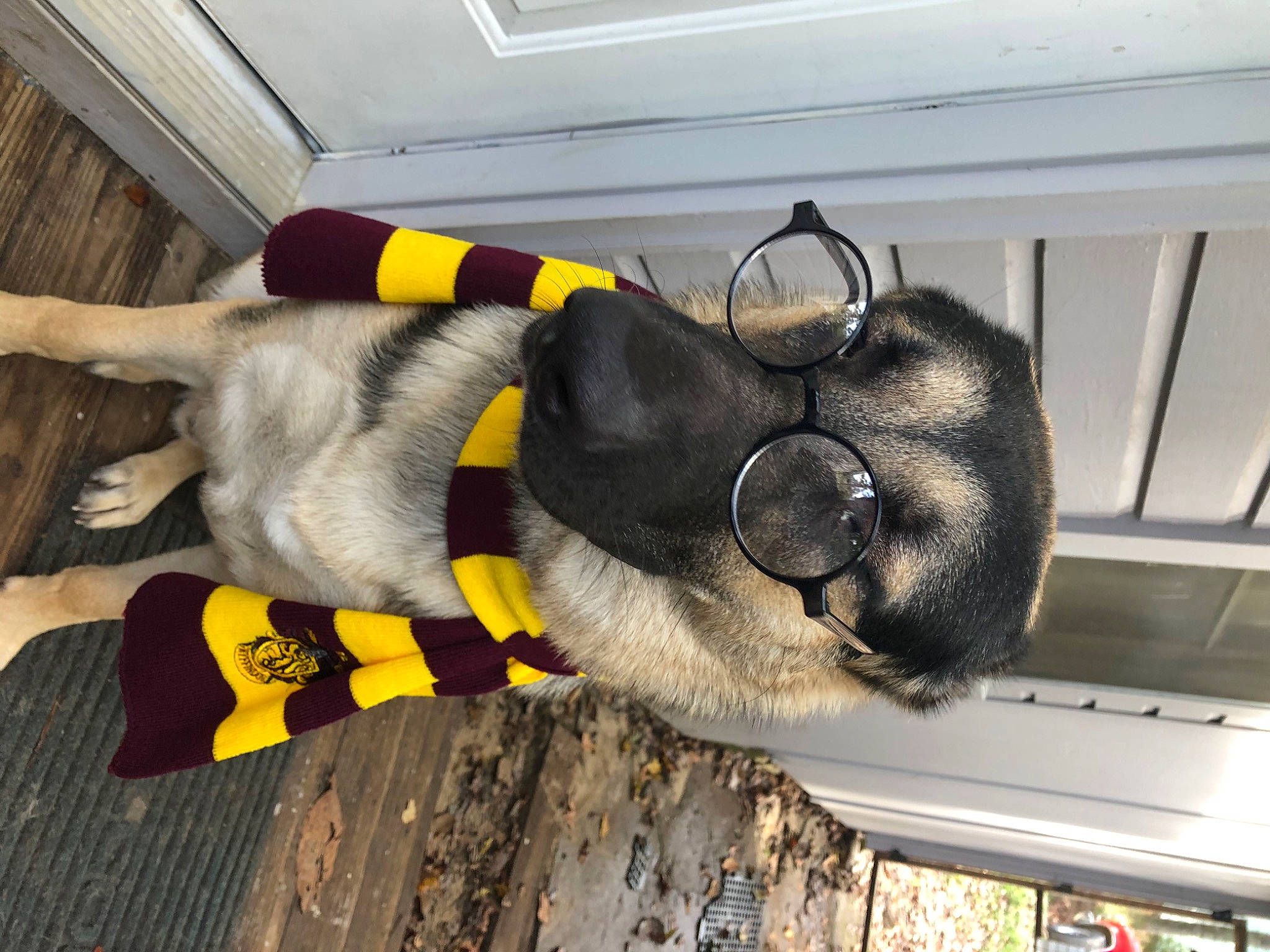 Conan joined the competition — help win amazing prizes! carnivore, comfort, companion_dog, dog, dog_breed, eyewear, fur, mammal, paw, personal_protective_equipment, plush, polar_fleece, snout, sporting_group, stuffed_toy, tail, toy, wing, wood, working_animal