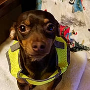 Percy is registered to the contest to win money with this photo: animal, blanket, brown_dog, canine, cute, dog, eyes, face, funny, furniture, harness, home, indoors, looking_at_camera, nose, pet, portrait, short_hair, sitting, small_dog