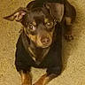 Percy is registered to the contest to win money with this photo: alert, animal, brown_dog, carpet, centered_composition, crossed_paws, cute, dog, floppy_ears, indoor, looking_at_camera, low_light, lying_down, paws, pet, portrait, puppy, short_hair, small_dog, tan_markings