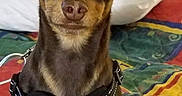 Percy joined the competition — help win amazing prizes! animal, bed, bedroom, bedspread, bone_tag, brown_dog, centered_composition, collar, colorful, direct_gaze, dog, floppy_ears, harness, indoors, name_tag, pet, portrait, short_hair, sitting, small_dog