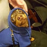 Percy joined the competition — help win amazing prizes! animal, blue_clothing, brown_fur, car_seat, close_up, cute, dog, face, funny, harness, hoodie, indoor, leash, pet, portrait, puppy, sitting, small_dog, upside_down, vehicle