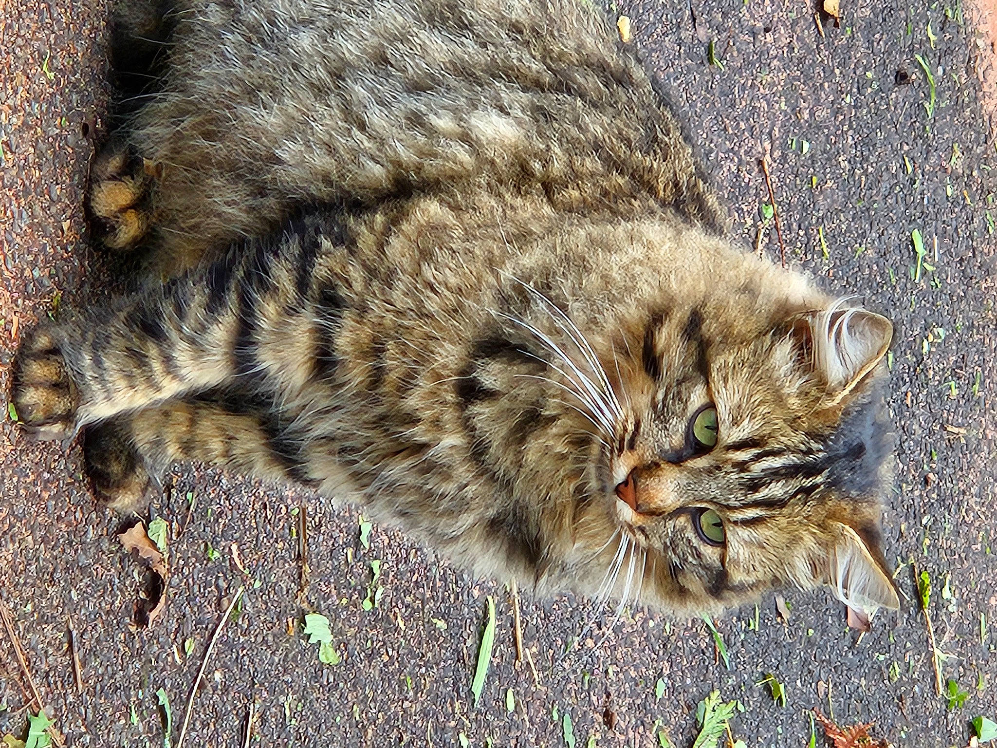 Pitchou participe au concours pour gagner de l'argent avec cette photo : carnivore, cat, felidae, fur, grass, small_to_medium_sized_cats, snout, soil, tail, terrestrial_animal, whiskers
