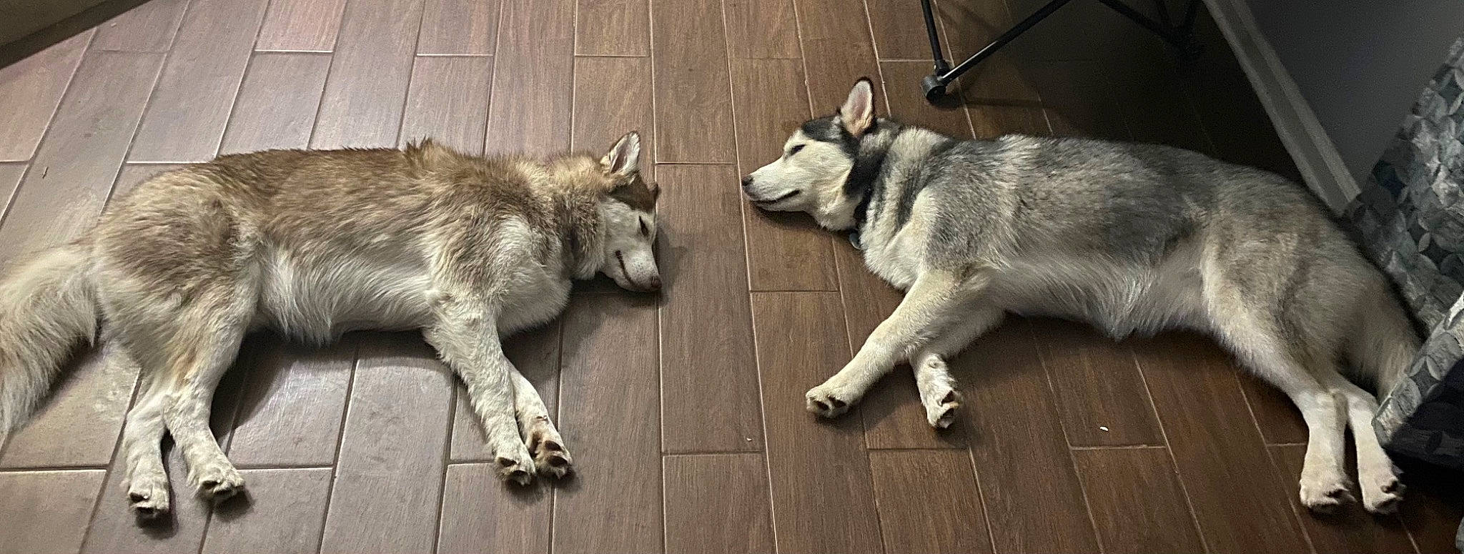 Loki is registered to the contest to win money with this photo: canidae, canis, carnivore, dog, dog_breed, fur, hardwood, sled_dog, snout, sporting_group, tail, terrestrial_animal, wildlife, wood, working_animal, working_dog