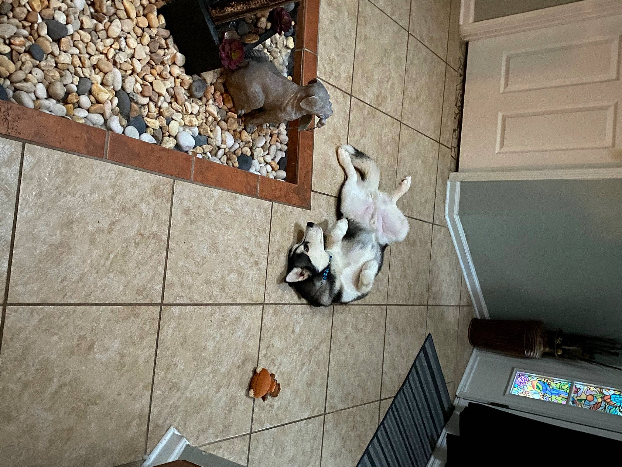 Loki joined the competition — help win amazing prizes! art, brick, building, cobblestone, companion_dog, concrete, daylighting, facade, floor, flooring, hardwood, human_leg, metal, roof, room, shadow, sidewalk, tail, tile, wood