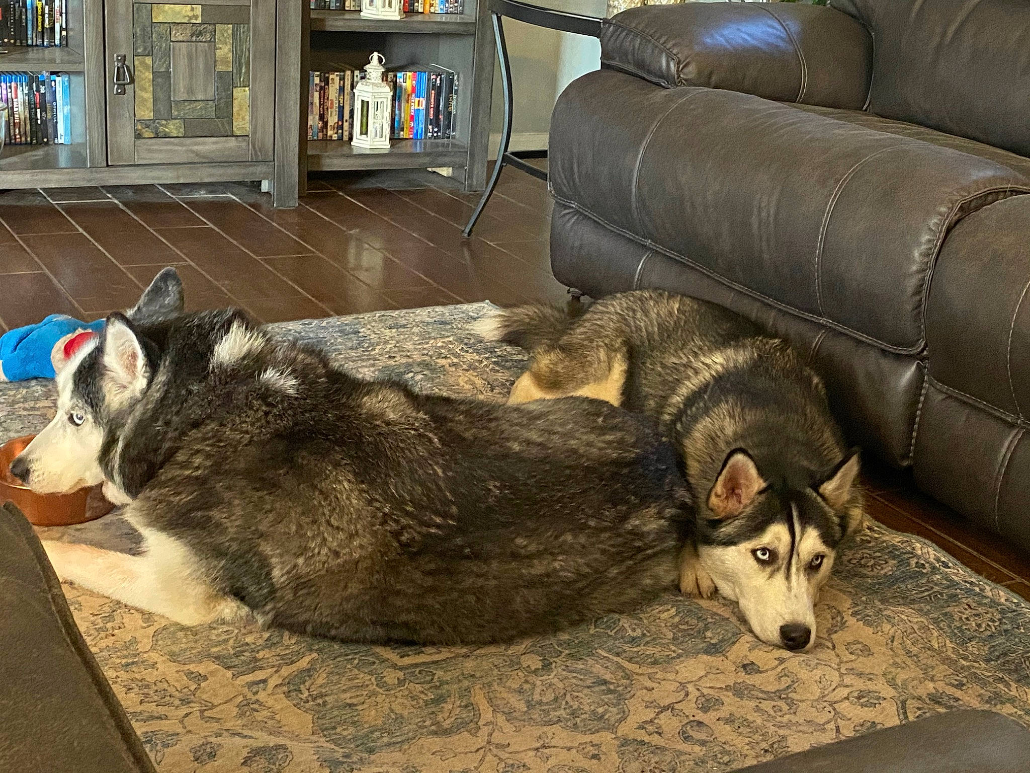 Loki is registered to the contest to win money with this photo: bookcase, carnivore, comfort, companion_dog, couch, dog, dog_breed, flooring, fur, living_room, picture_frame, room, shelf, snout, sofa_bed, sporting_group, studio_couch, terrestrial_animal, wood, working_animal