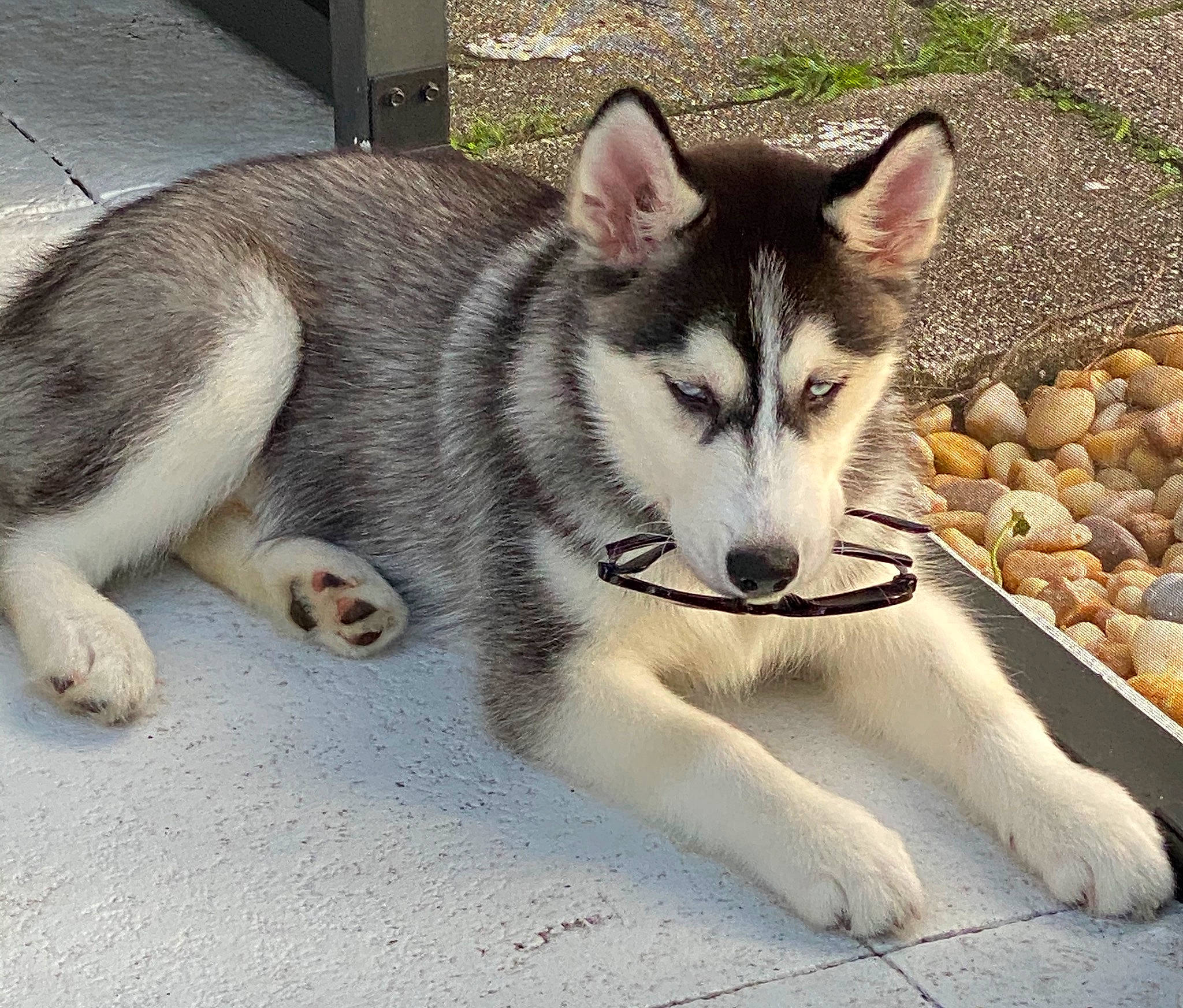 Loki is registered to the contest to win money with this photo: ancient_dog_breeds, canidae, canis, carnivore, companion_dog, dog, dog_breed, fur, jaw, non_sporting_group, siberian_husky, sled_dog, snout, sporting_group, terrestrial_animal, whiskers, wildlife, wolf, working_animal, working_dog