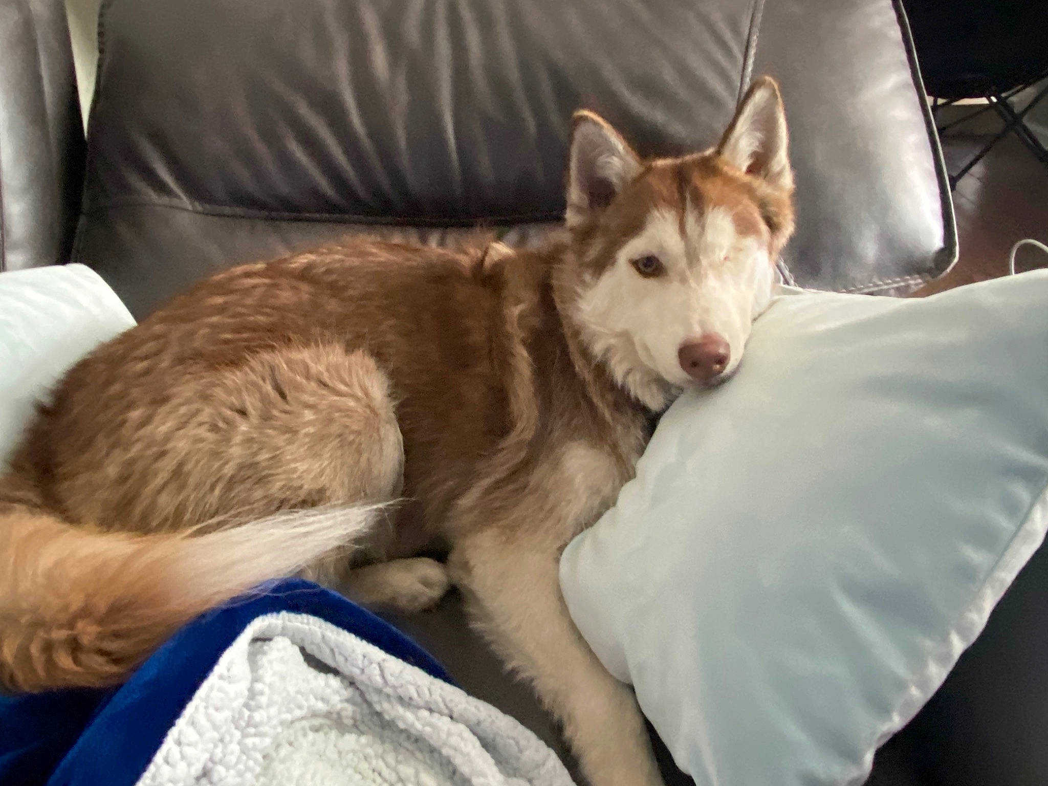 Odin is registered to the contest to win money with this photo: canidae, canis, carnivore, comfort, companion_dog, couch, dog, dog_breed, fawn, felidae, fur, siberian_husky, sled_dog, small_to_medium_sized_cats, snout, sporting_group, tail, tree, whiskers, wolf