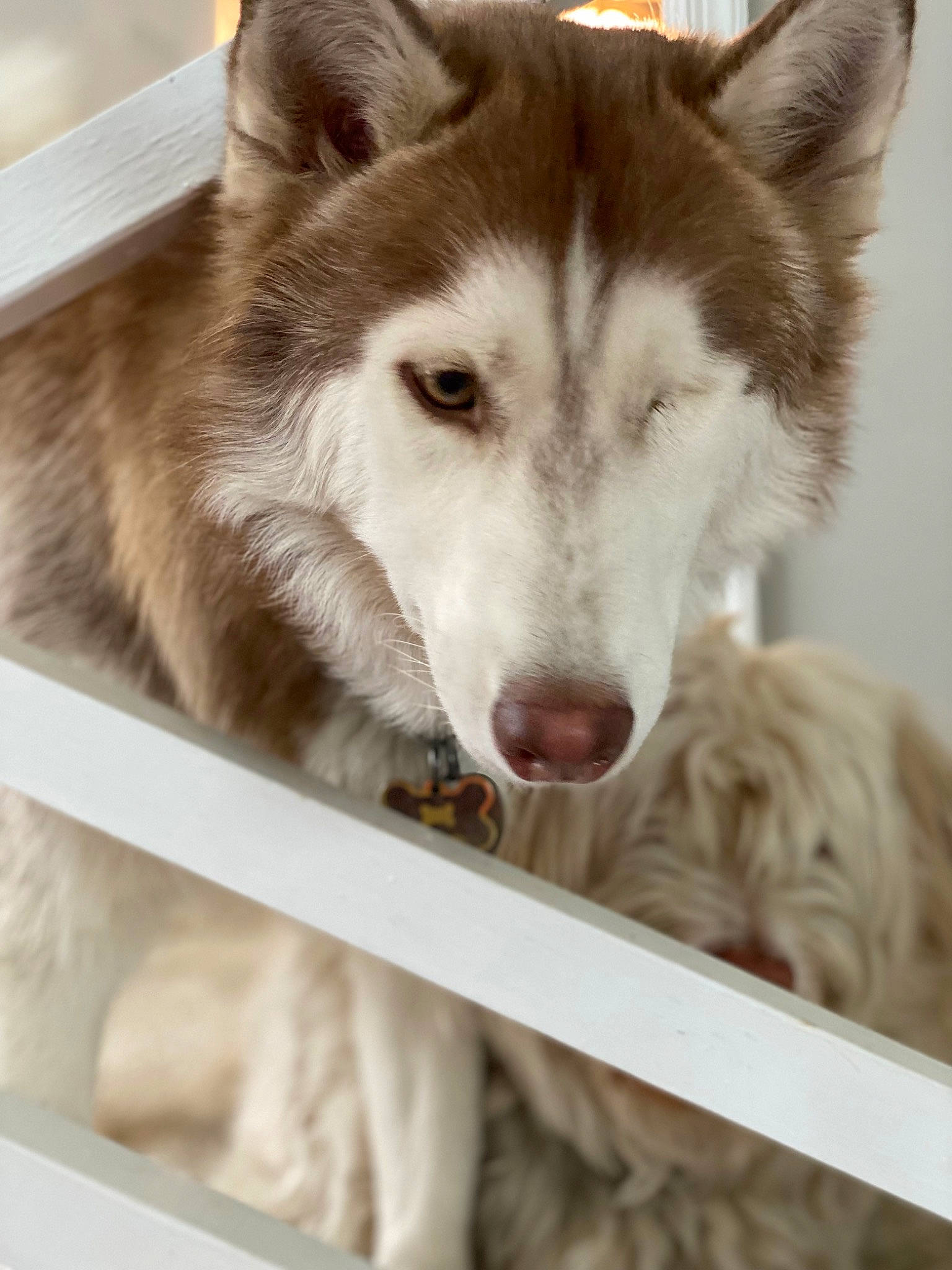 Odin joined the competition — help win amazing prizes! ancient_dog_breeds, art, canis, carnivore, companion_dog, dog, dog_breed, fence, fur, jaw, photography, siberian_husky, sled_dog, snout, sporting_group, terrestrial_animal, wildlife, wolf, working_animal, working_dog