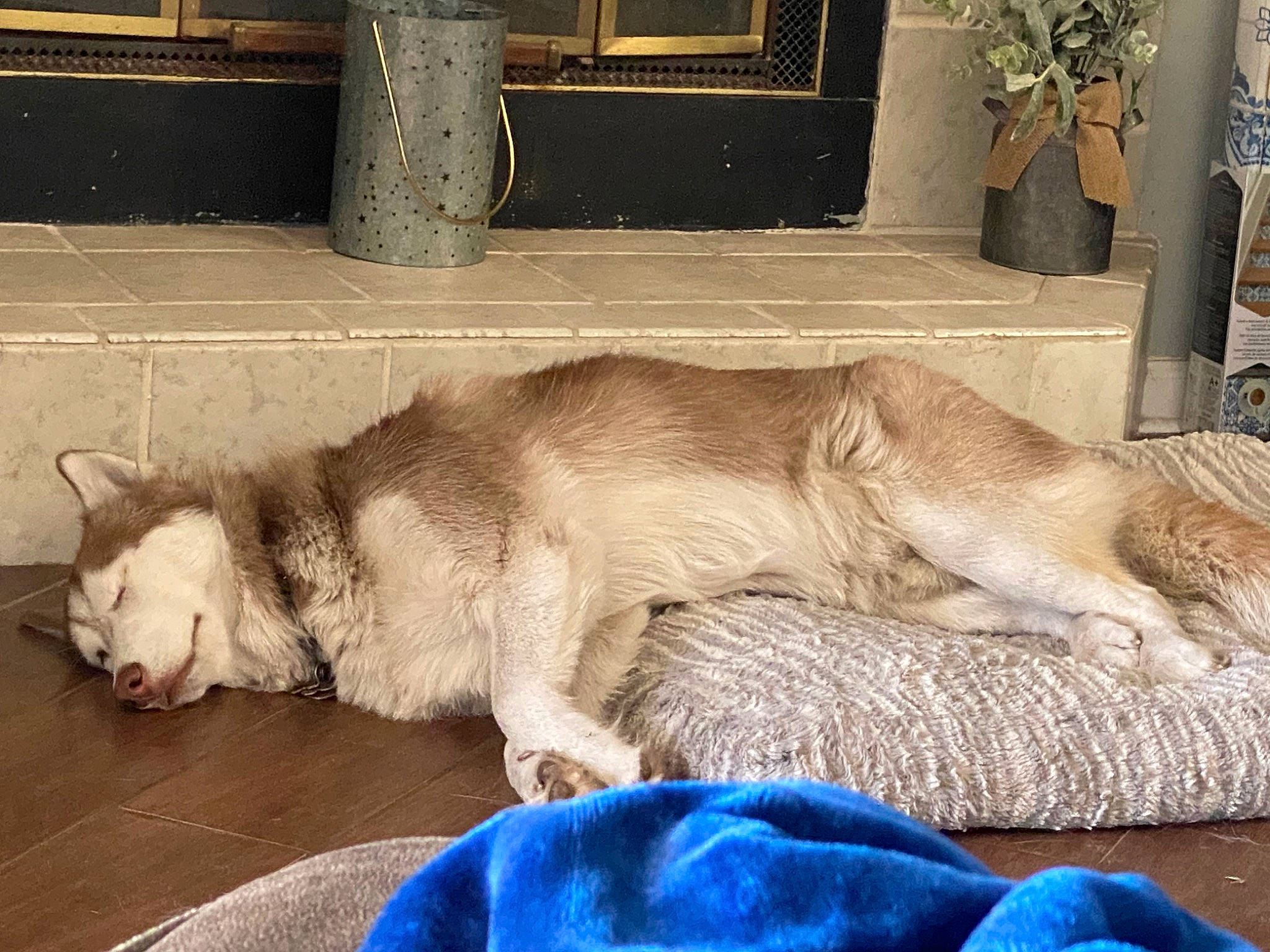 Odin is registered to the contest to win money with this photo: blue, canidae, carnivore, comfort, companion_dog, dog, dog_breed, fawn, felidae, flowerpot, fur, houseplant, paw, plant, small_to_medium_sized_cats, snout, sporting_group, tail, terrestrial_animal, whiskers