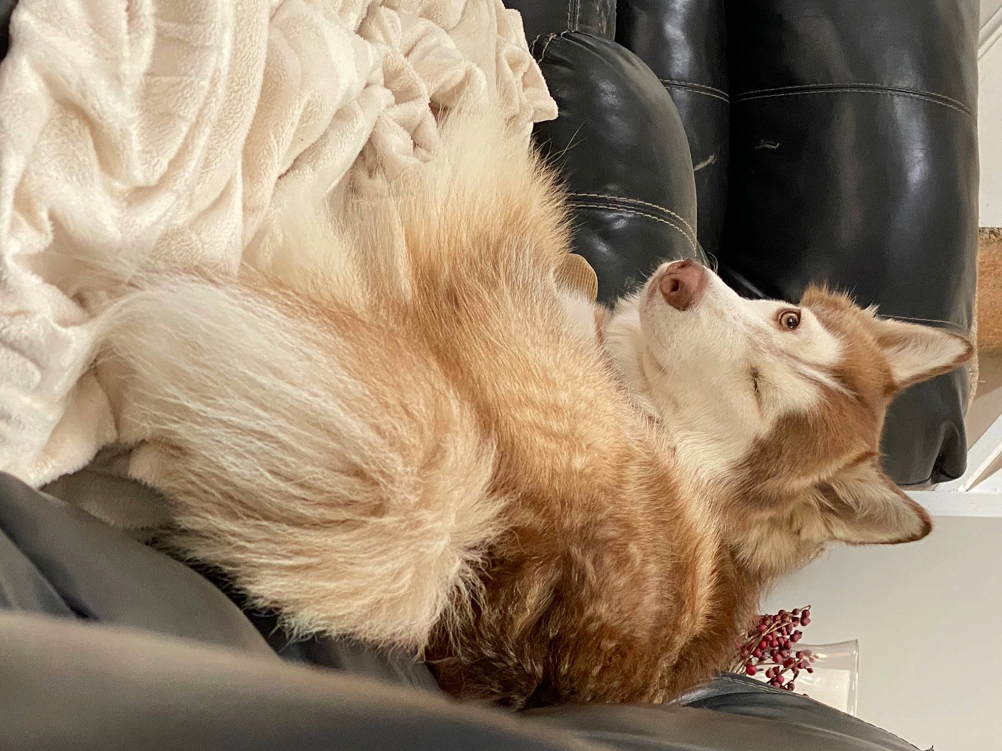 Odin is registered to the contest to win money with this photo: carnivore, claw, collar, comfort, companion_dog, dog, dog_breed, fawn, felidae, foot, fur, human_leg, liver, paw, small_to_medium_sized_cats, sporting_group, tail, terrestrial_animal, whiskers, working_animal