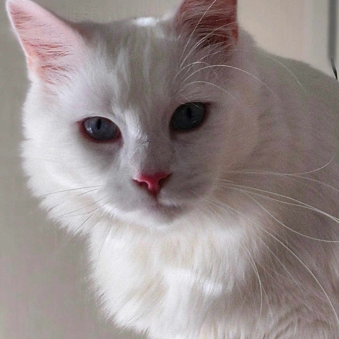 Simba a rejoint le concours — aidez-le/la à gagner de superbes lots ! abyssinian, angora, animal, cat, kitten, manx, pet, siamese, snout, white