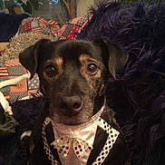 José a rejoint le concours — aidez-le/la à gagner de superbes lots ! accessories, animal, canine, clothing, costume, couch, cushion, dog, face, furniture, head, homedecor, hound, jewelry, necklace, person, pet, photography, portrait, puppy