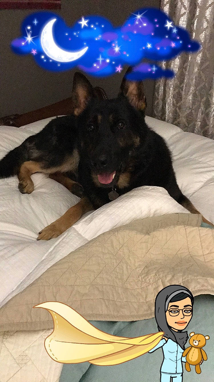 Cesar is registered to the contest to win money with this photo: australian_kelpie, black_norwegian_elkhound, bohemian_shepherd, canidae, carnivore, dog, dog_breed, east_european_shepherd, german_shepherd_dog, headwear, king_shepherd, mammal, person, police_dog, shiloh_shepherd_dog, vertebrate, working_dog