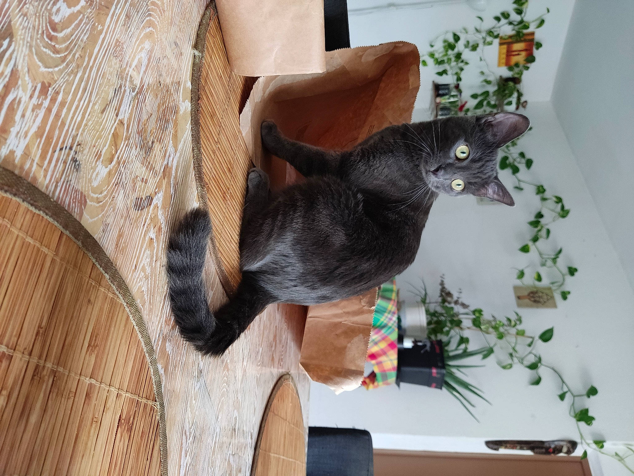 Mochi a rejoint le concours — aidez-le/la à gagner de superbes lots ! black_cat, bombay, carnivore, cat, comfort, domestic_short_haired_cat, felidae, flowerpot, fur, hardwood, house, houseplant, plant, small_to_medium_sized_cats, tail, terrestrial_animal, tree, whiskers, window, wood