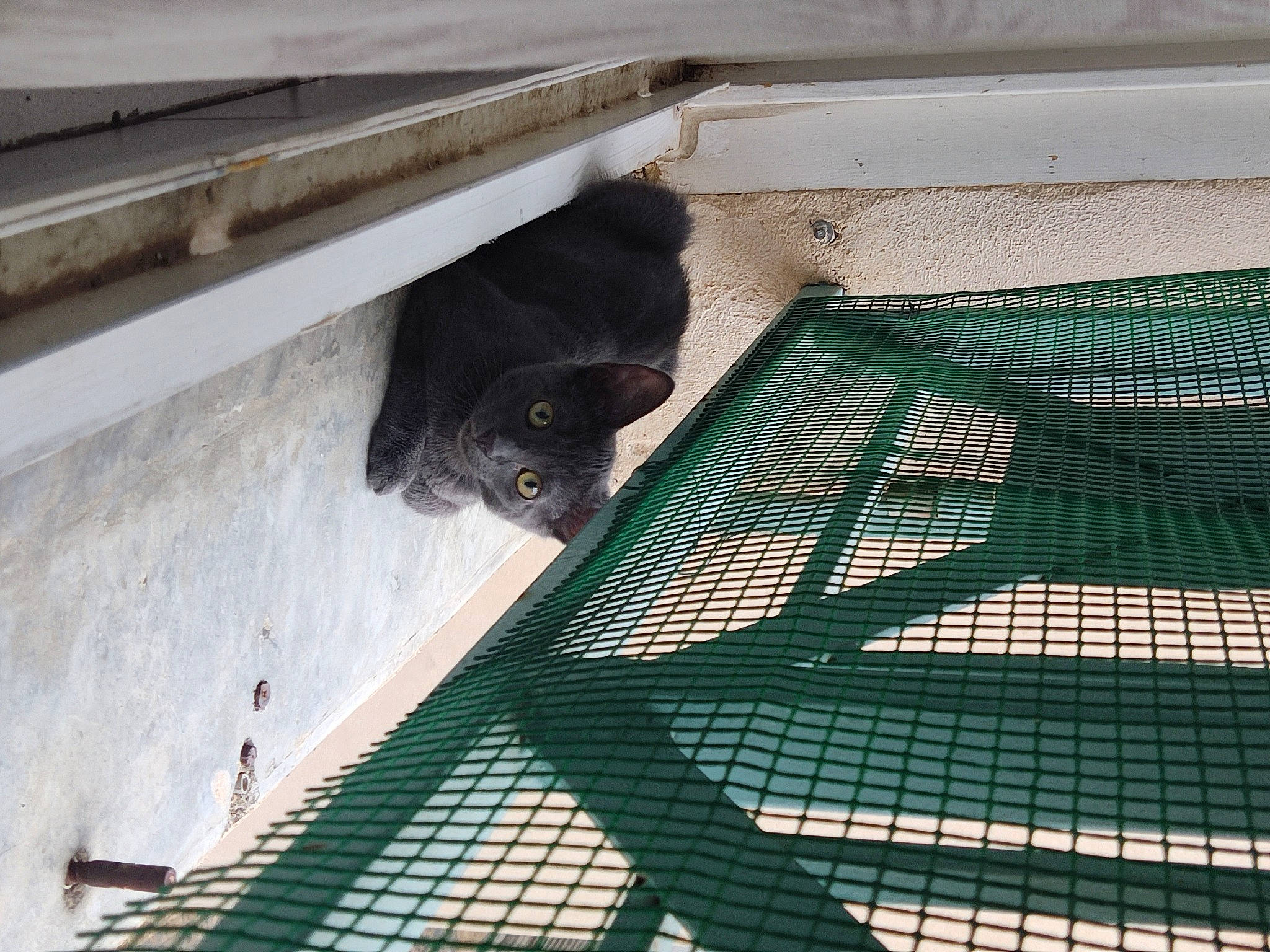 Mochi participe au concours pour gagner de l'argent avec cette photo : animal_shelter, black_cat, cage, canidae, carnivore, cat, domestic_short_haired_cat, felidae, fur, line, mammal, mesh, pet_supply, small_to_medium_sized_cats, snout, sporting_group, tail, vertebrate, whiskers, wood