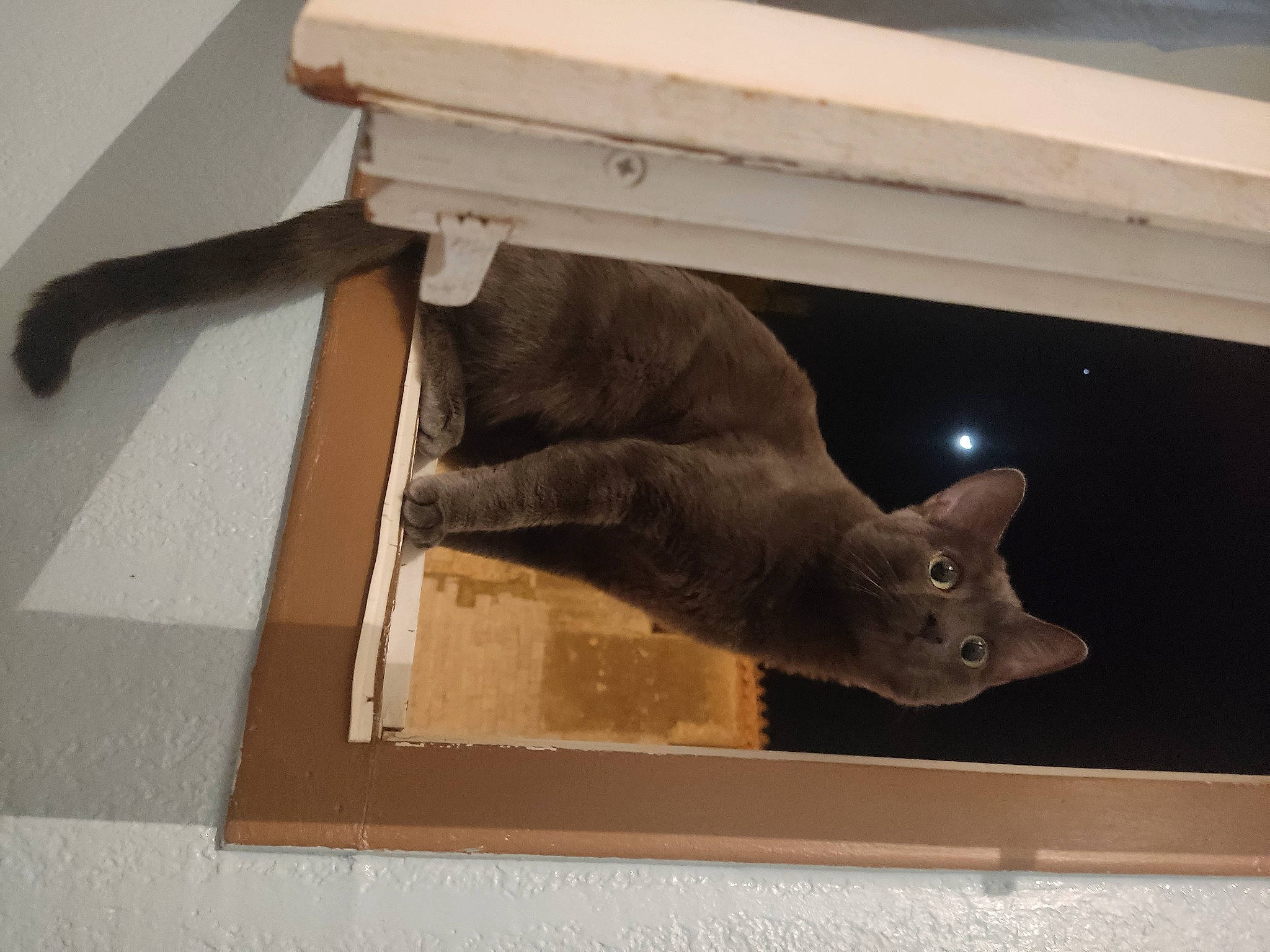 Mochi a rejoint le concours — aidez-le/la à gagner de superbes lots ! bat, carnivore, cat, domestic_short_haired_cat, fawn, felidae, flooring, hardwood, plywood, rectangle, room, small_to_medium_sized_cats, tail, whiskers, wood, wood_flooring, wood_stain