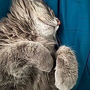 Bluey joined the competition — help win amazing prizes! cat, sleeping, fluffy, gray, pet, feline, paw, cute, relaxed, fur, whiskers, animal, domestic, cozy, resting, closeup, indoors, snuggled, peaceful, portrait
