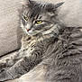 Bluey joined the competition — help win amazing prizes! cat, gray_cat, fluffy_fur, green_eyes, resting, indoor, couch, beige_couch, pet, feline, relaxed, animal, close_up, domestic_cat, fur_texture, whiskers, ears, paws, laying_down, cozy