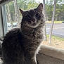 cat, gray_cat, window, window_perch, indoor, pet, feline, fur, whiskers, mesh_screen, trees, forest, parking_lot, daylight, cozy, curious, sitting, animal, domestic_cat, portrait