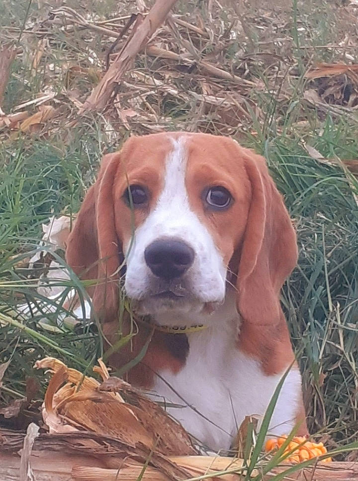 Tayco a rejoint le concours — aidez-le/la à gagner de superbes lots ! beaglier, canidae, carnivore, companion_dog, dog, dog_breed, fawn, grass, hound, hunting_dog, liver, plant, scent_hound, snout, sporting_group, terrestrial_animal, twig, wildlife, wood, working_animal