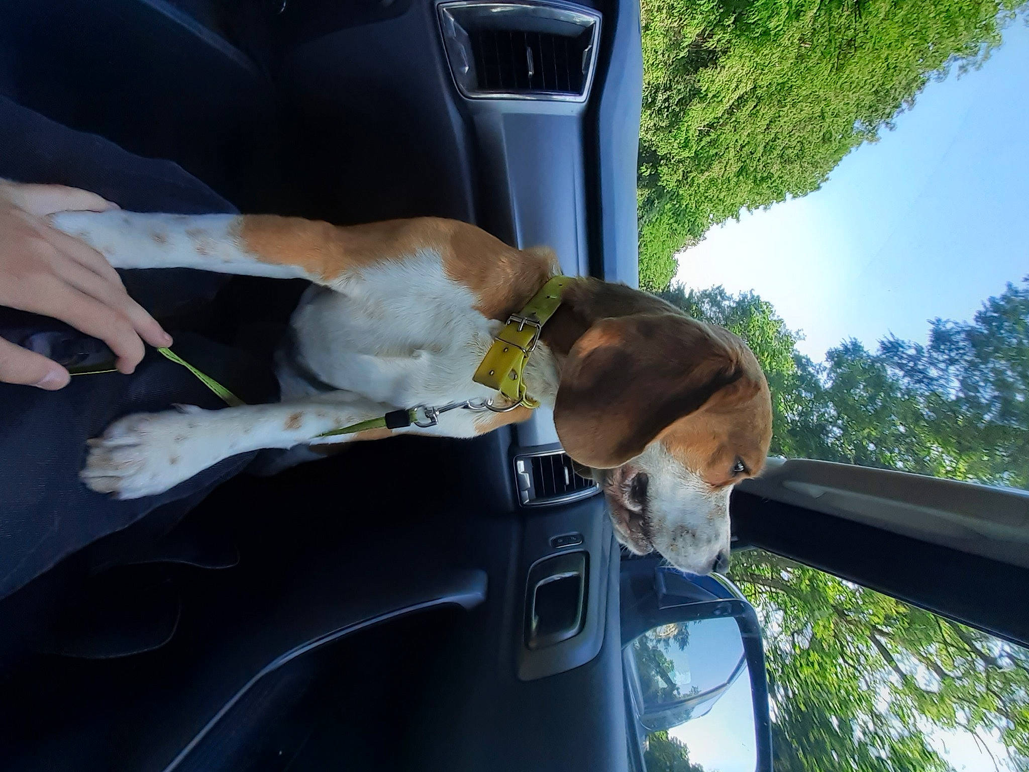 Tayco a rejoint le concours — aidez-le/la à gagner de superbes lots ! automotive_exterior, automotive_mirror, automotive_side_view_mirror, automotive_window_part, car, car_seat, carnivore, collar, companion_dog, dog, dog_breed, dog_collar, fawn, mode_of_transport, motor_vehicle, plant, snout, tree, vehicle, vehicle_door