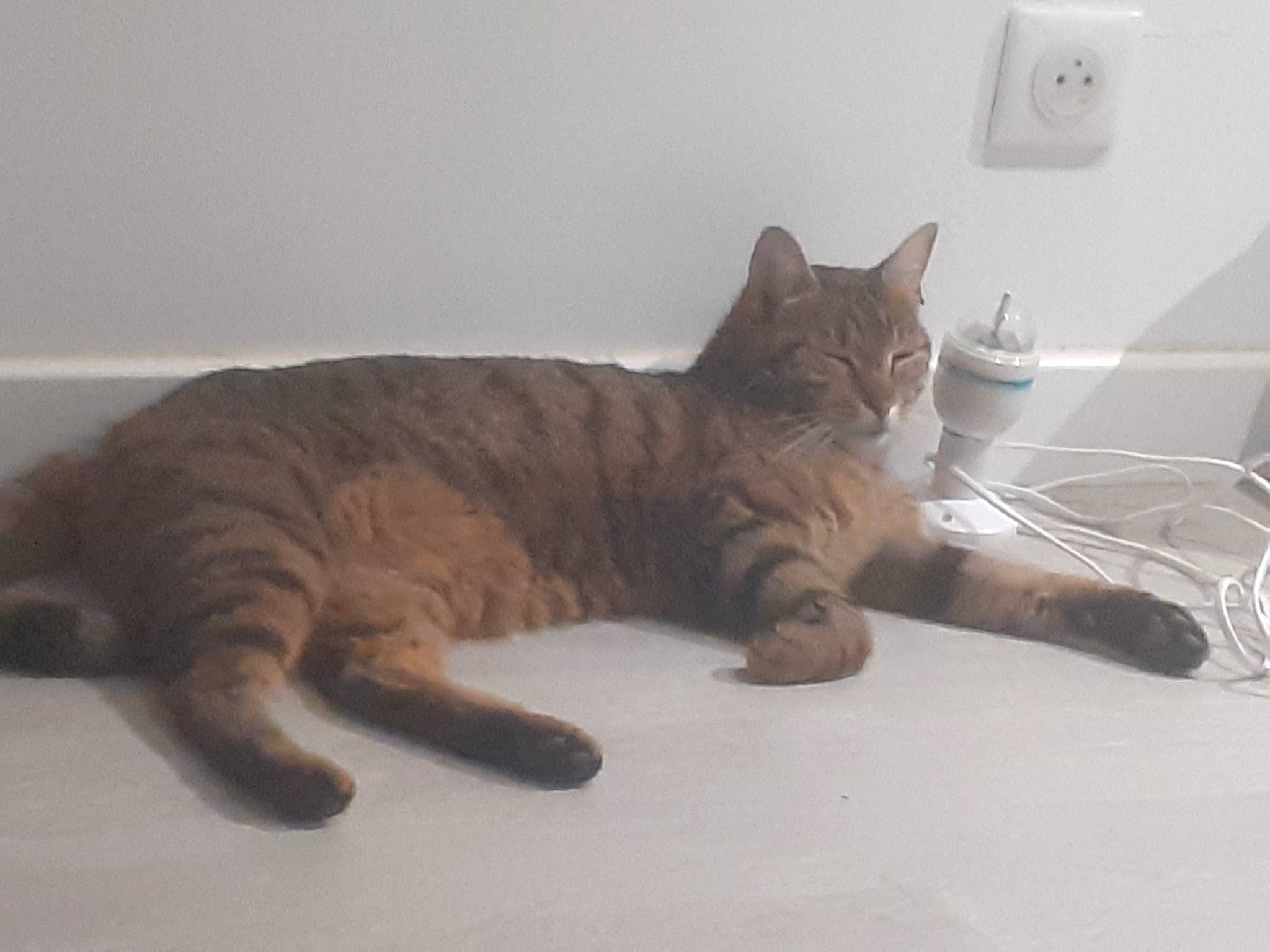 Loulou participe au concours pour gagner de l'argent avec cette photo : carnivore, cat, claw, comfort, domestic_short_haired_cat, fawn, felidae, fur, light_switch, mammal, paper_towel, paw, small_to_medium_sized_cats, snout, tail, terrestrial_animal, vertebrate, wall_plate, wall_socket, whiskers