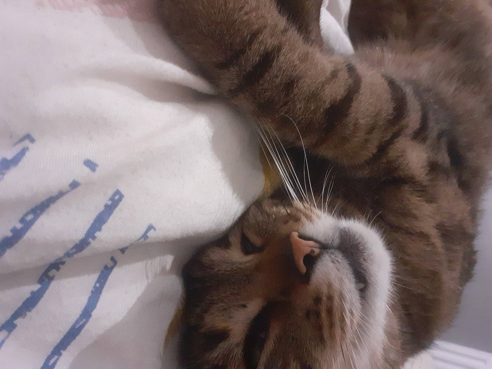 Loulou participe au concours pour gagner de l'argent avec cette photo : carnivore, cat, claw, comfort, domestic_short_haired_cat, ear, fawn, felidae, fur, gesture, nail, nap, paw, sleep, small_to_medium_sized_cats, snout, tail, terrestrial_animal, whiskers